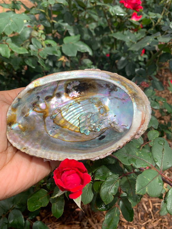 Abalone Smudge Bowl