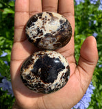 Black Opal Palm