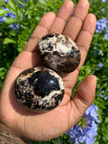 Black Opal Palm