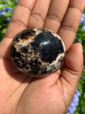 Black Opal Palm