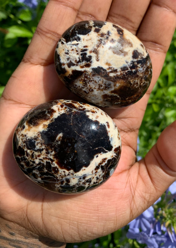 Black Opal Palm